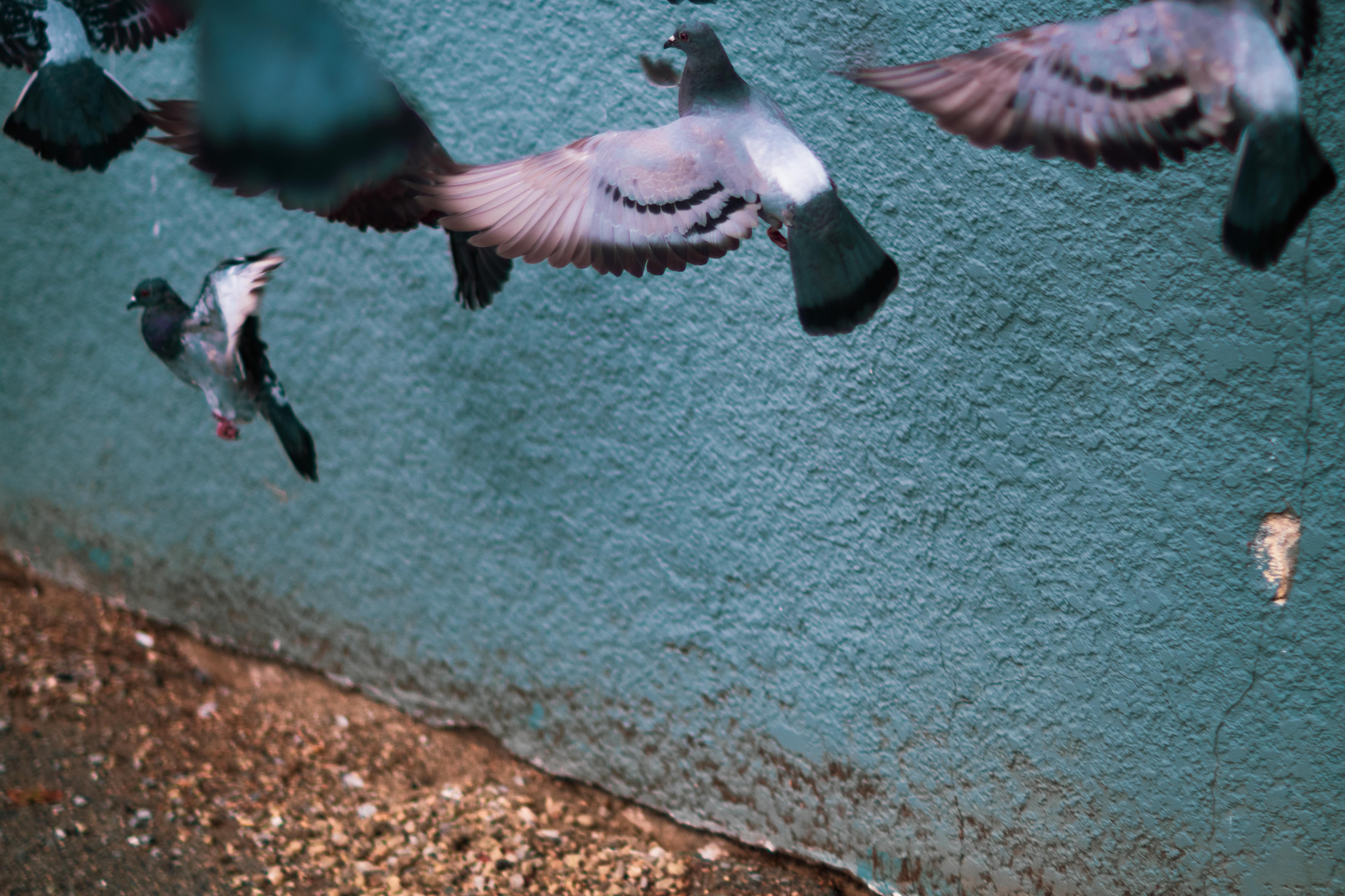 A photo of a group of pigeons talking flight in front of a teal stucco wall.