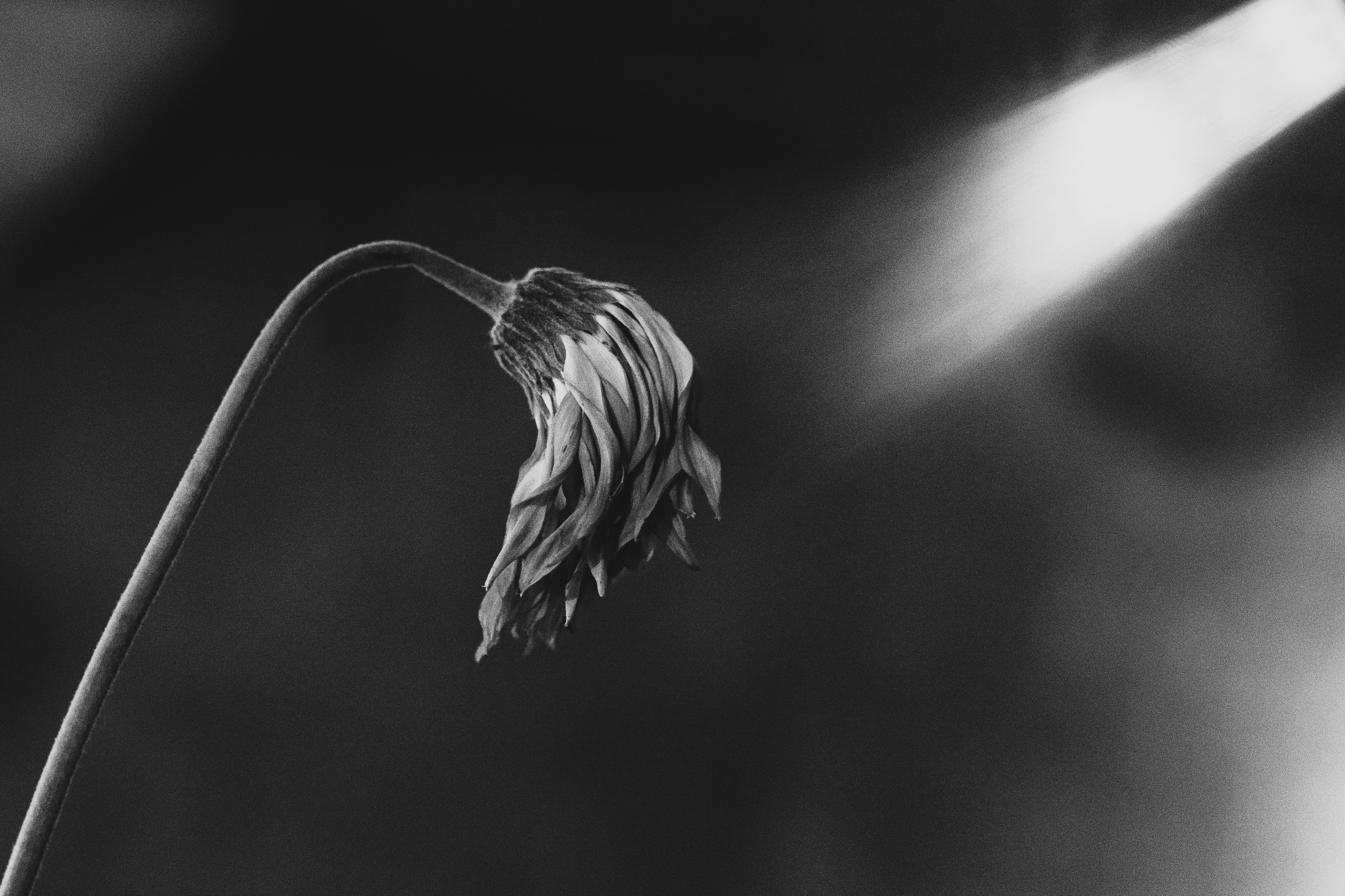 An artistic black and white photo of a wilting flower lit by a beam of sunlight.