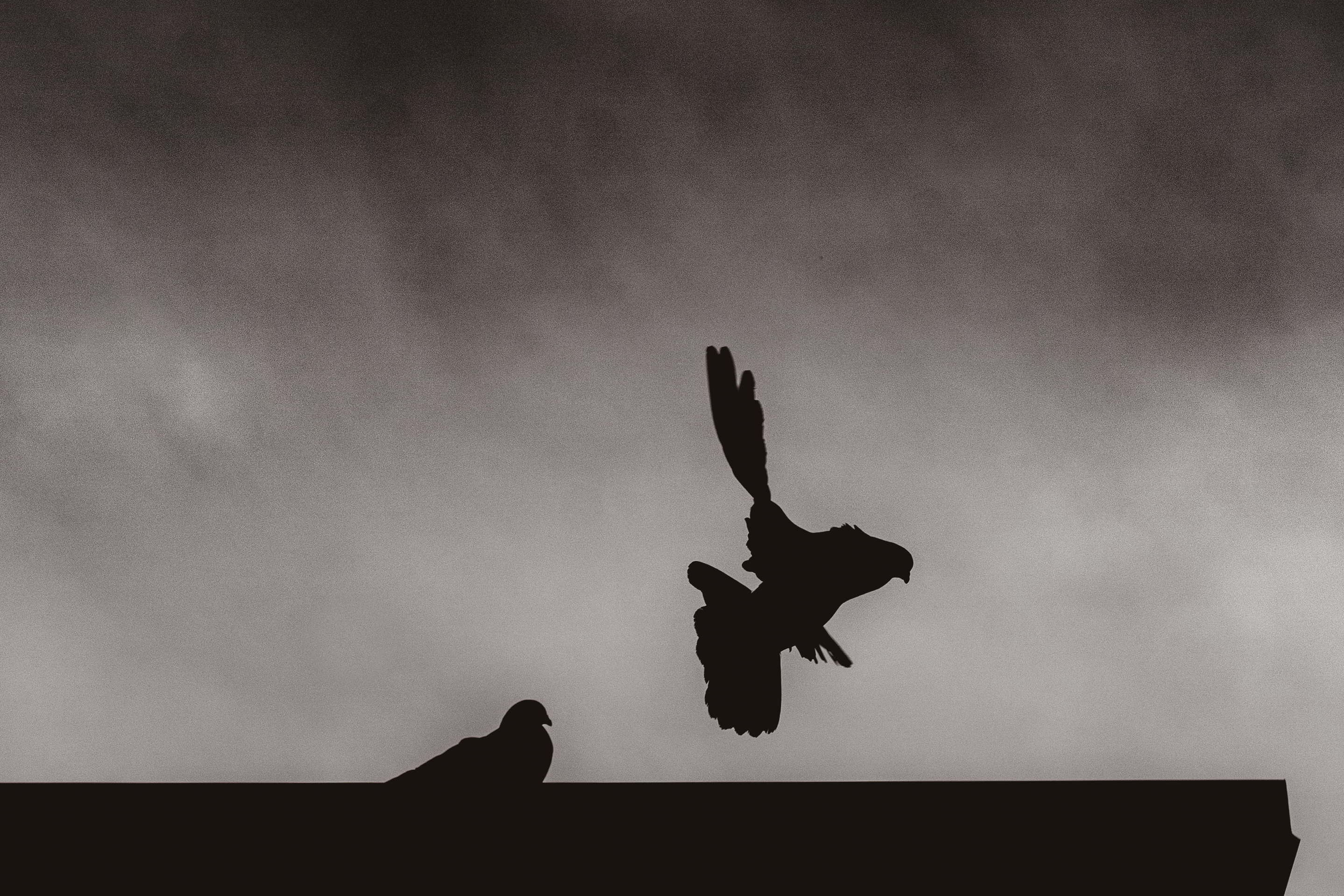 A black and white silhouette of a pigeon taking flight from a roof against a cloudy sky.